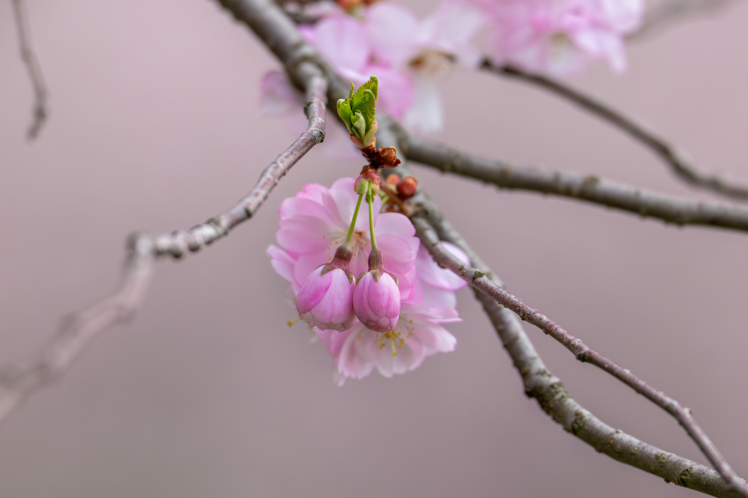 Spring in Pink
